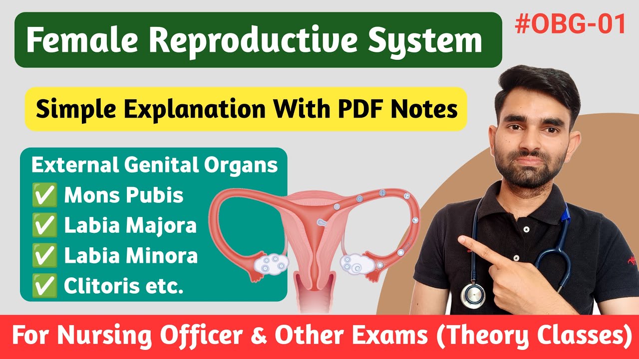 Female Reproductive System Anatomy And Physiology | External Genital Organs of Female | OBG