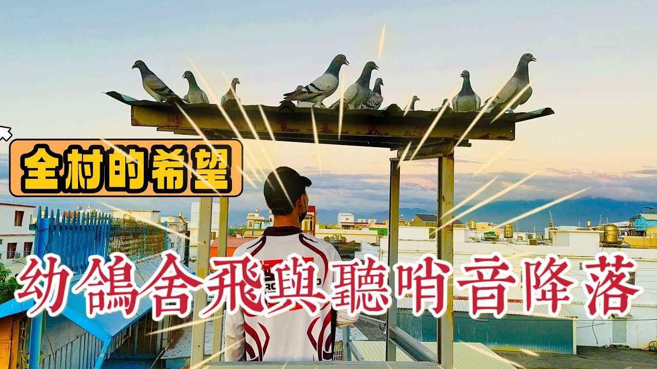 2023春季民族賽鴿協會小鴿-寄養棚-全村的希望-幼鴿舍飛與聽哨音降落