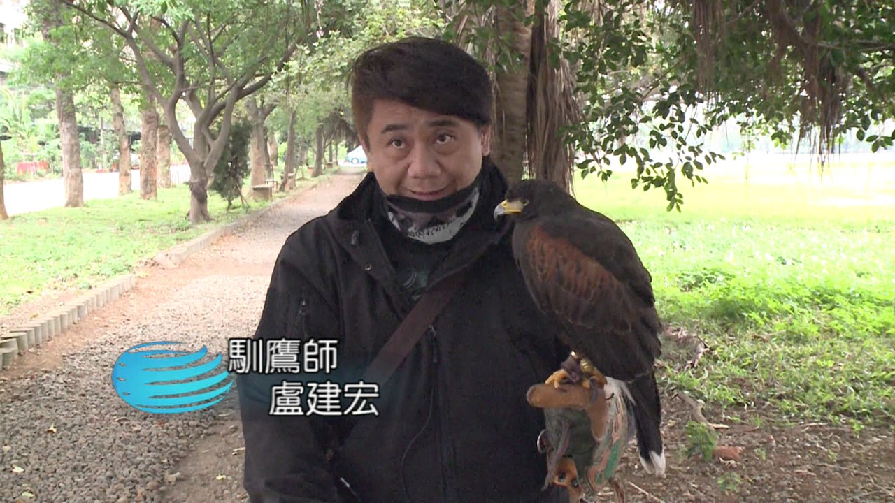 馴服鳥類之王 一窺馴鷹背後故事