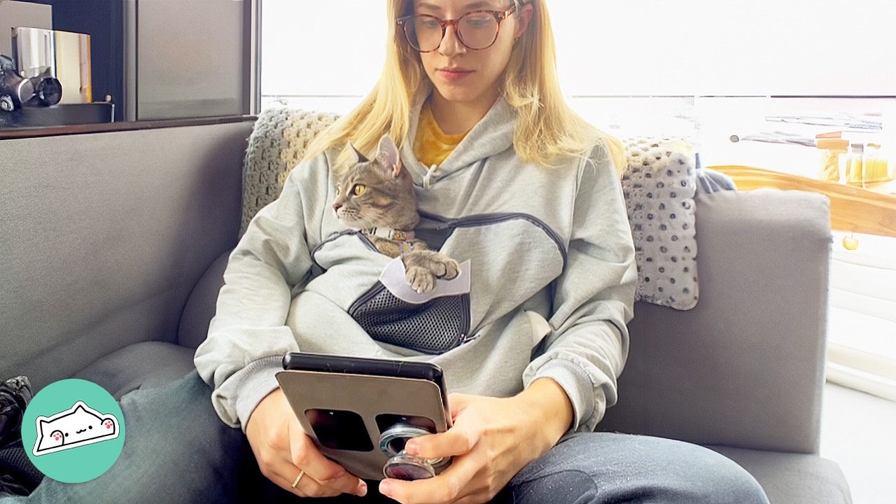 Cat Crashes Girl's Wedding And Demands To Live In Her Hoodie | Cuddle Buddies