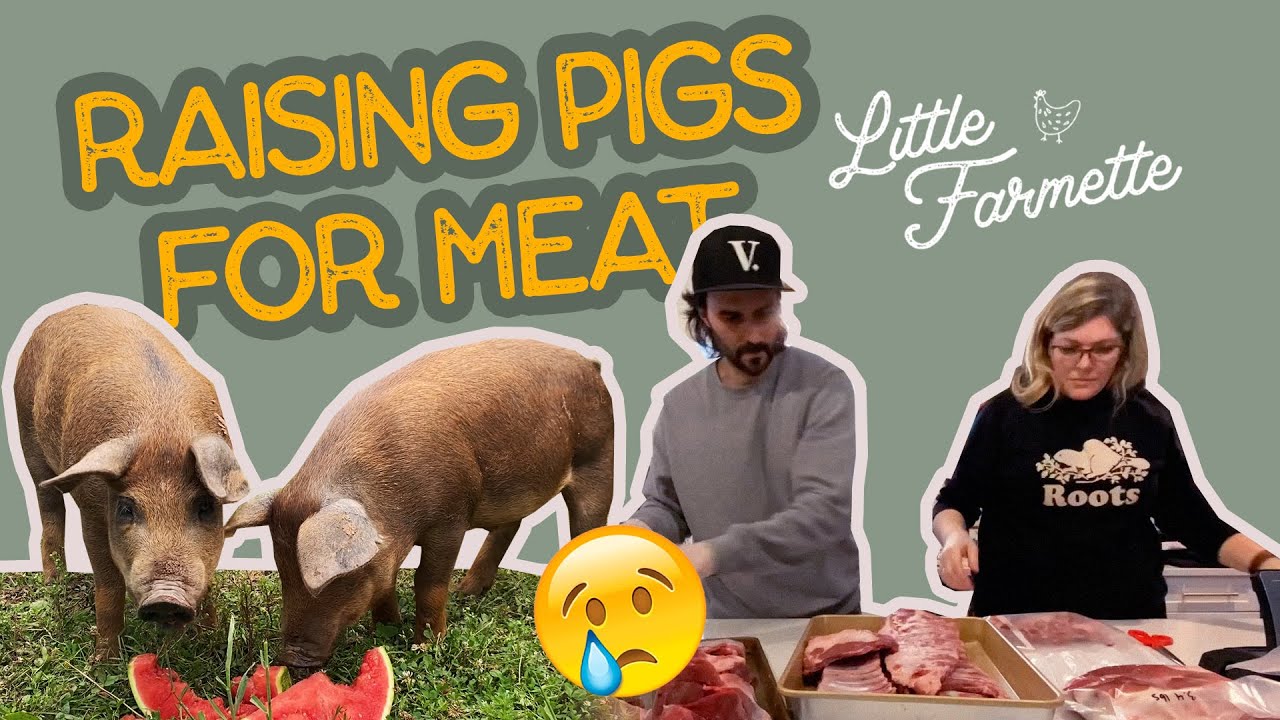 RAISING PIGS FOR MEAT the full story! The Little Farmette