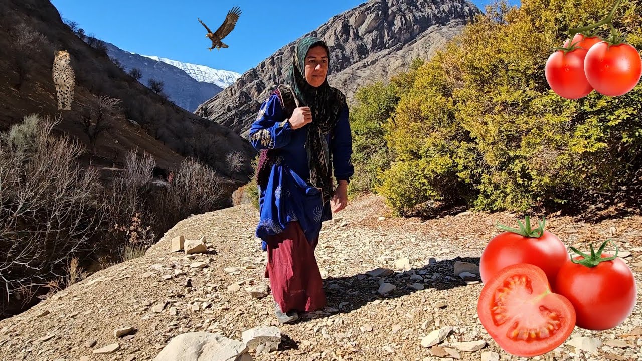 Mysterious Mountains⛰️: The Taban and Adventure of Picking Tomatoes 🍅 in Harsh Nature🌳🐆⛰️