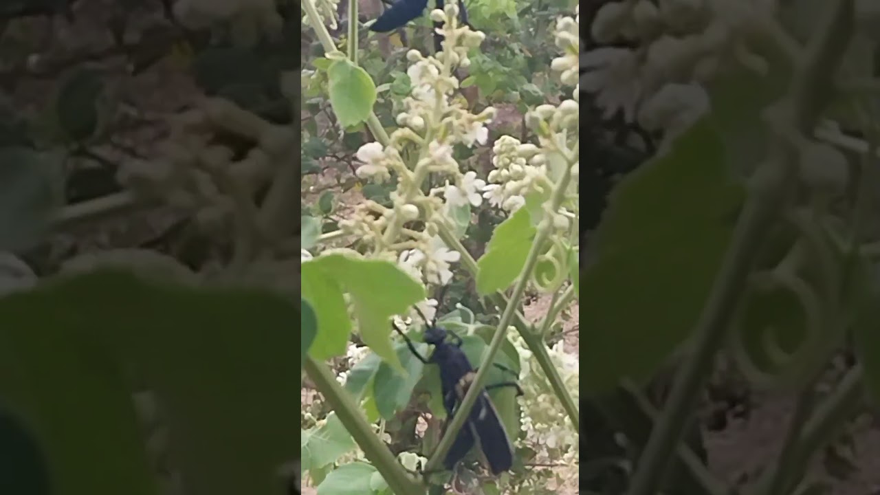 Vespas grandes nas flores! / Big wasps in the flowers! #shorts