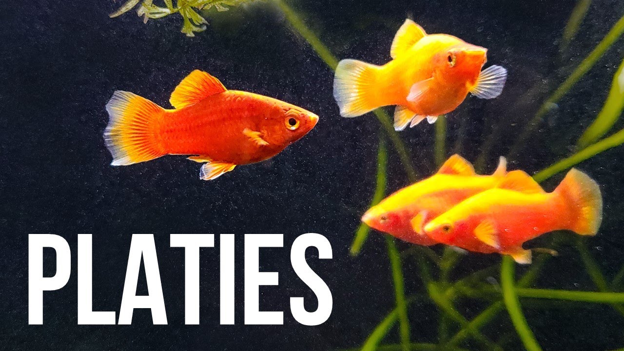 Platy Fish &ndash; Best Beginner Livebearer?