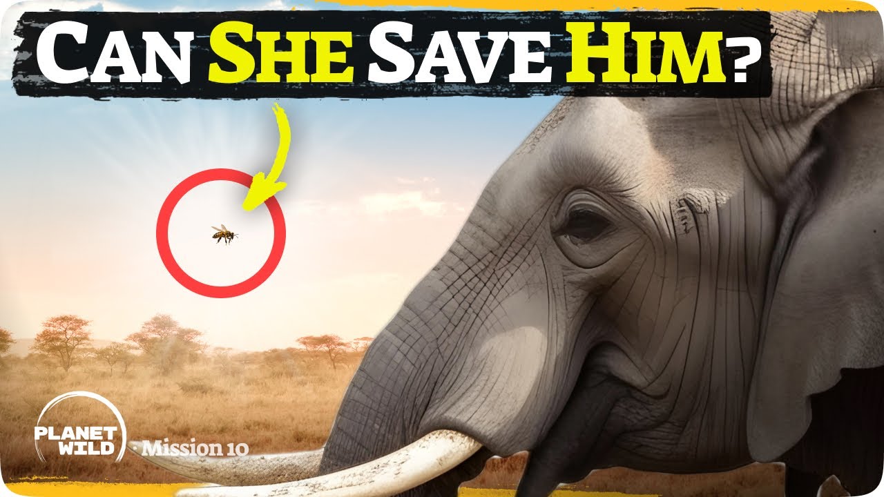We're saving elephants... with bees!