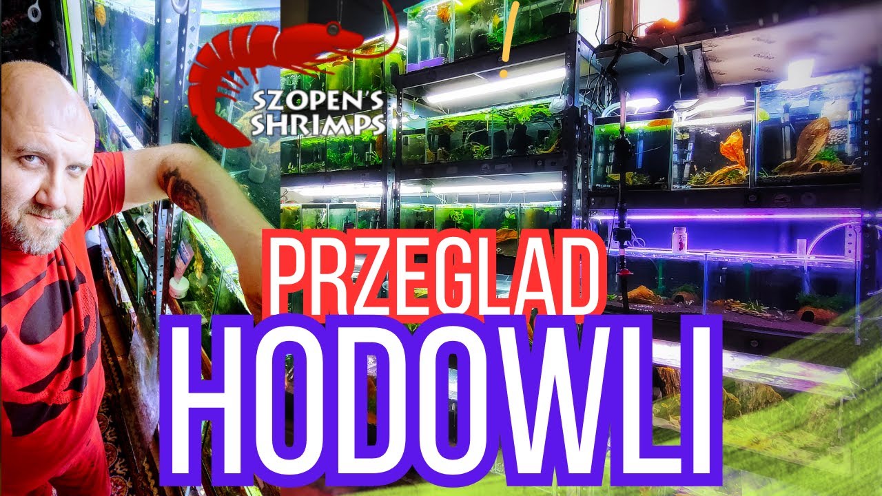 MOJA HODOWLA Z BLISKA / PRZEGLĄD AKWARII - KREWETKI CARIDINA