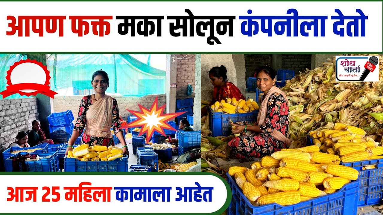 आपण फक्त कंपनीला मका सोलून देतो | स्विट कॉर्न | गोड मका 🌽 | sweet corn 🌽 | उद्योग मंत्र | 