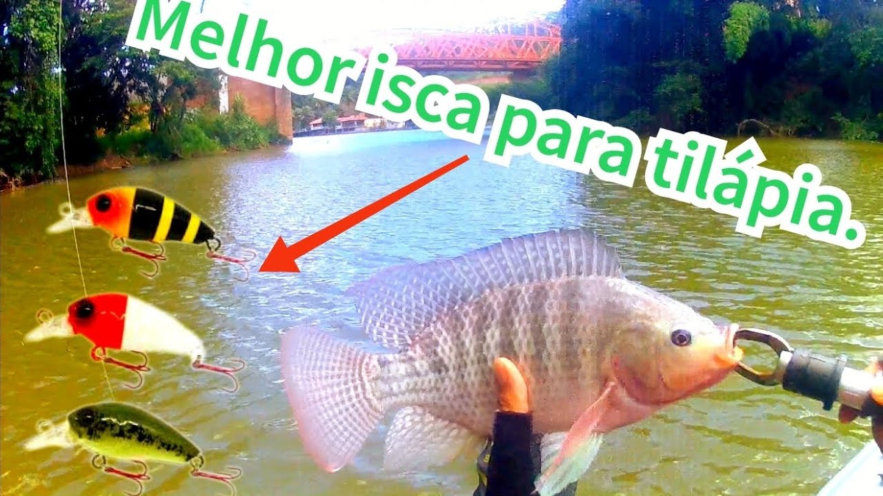 Mistério que ninguém revela. Saiba como capturar tilápias utilizando isca artificial