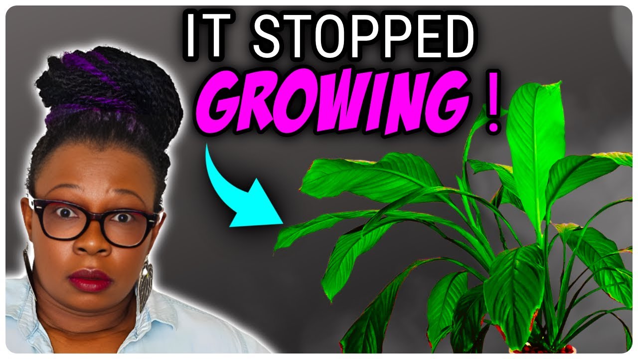 Avoid This Common Mistake: Repot root-bound Plant for Better Growth