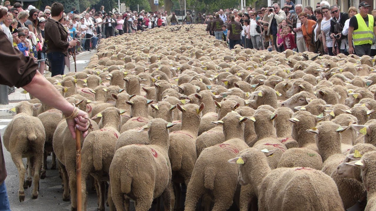STMARTIN -DE-CRAU 2017, Fête du Printemps, le départ du troupeau