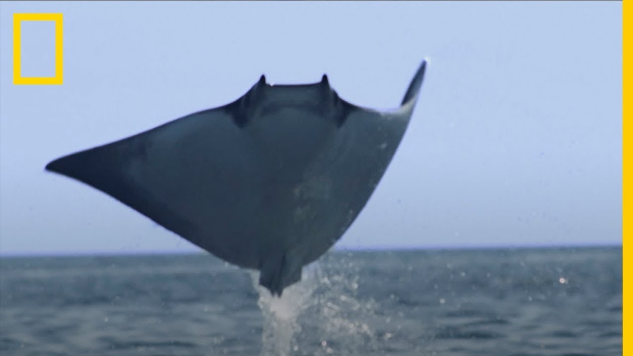 El banco de MANTARRAYAS más numeroso jamás filmado | National Geographic en Español