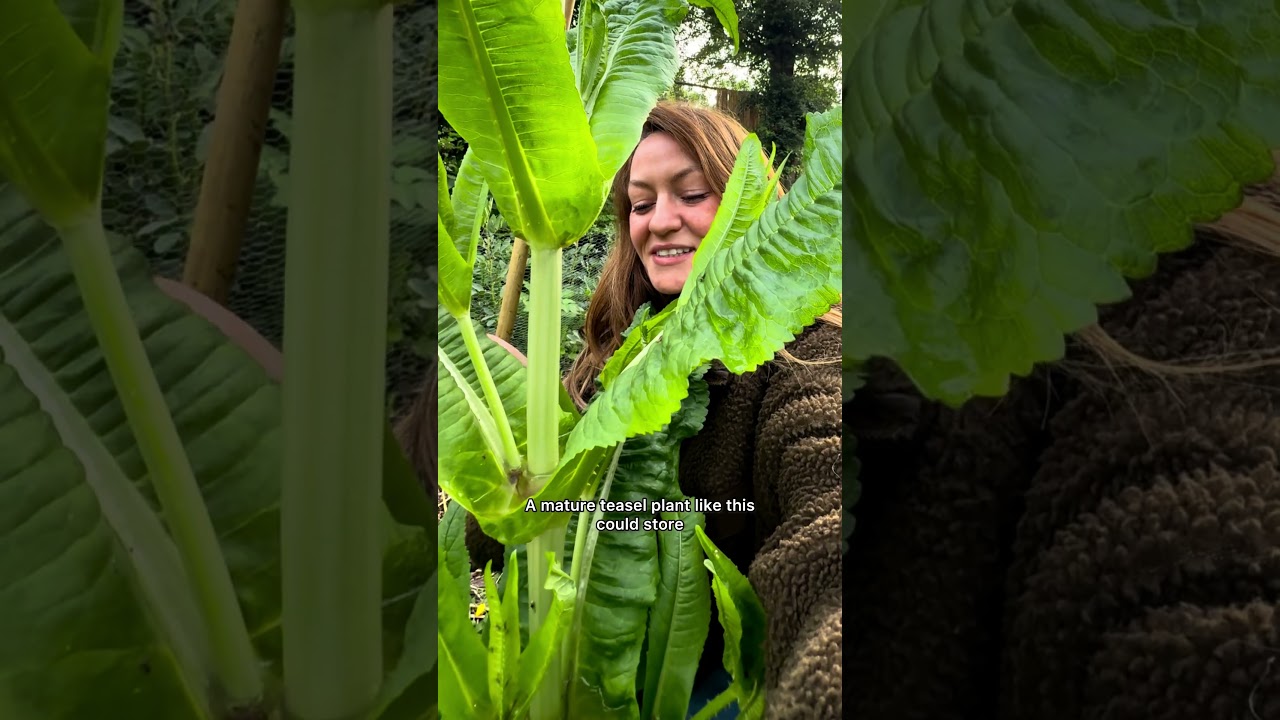 Did you know this plant that traps insects and stores water? #teasel #naturefacts #survivalskills