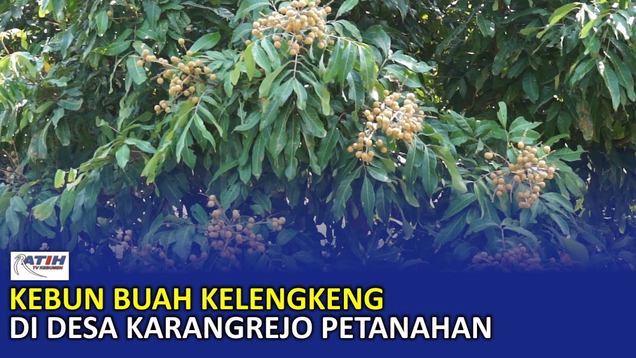Kebun Buah Kelengkeng di Desa Karangrejo Petanahan - Ratih TV Kebumen