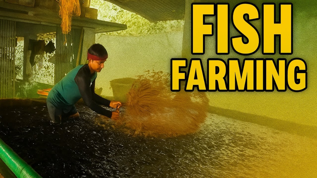 How to Feed Thousands of Fish at Once | Fish Farming Tips