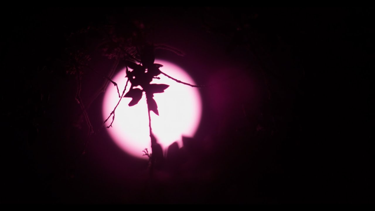 Arbores, la storia perduta degli alberi della Sardegna (trailer)