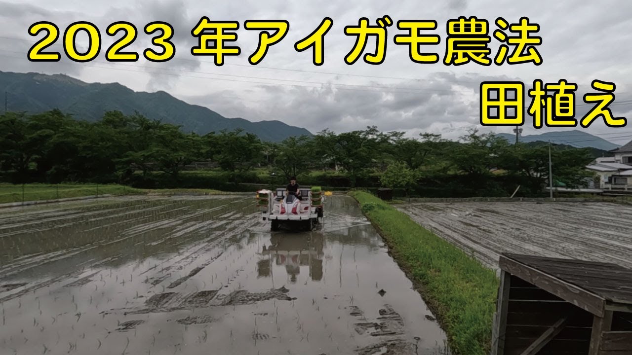 令和５年度アイガモ農法田んぼの田植え【2023年最後の田植え】
