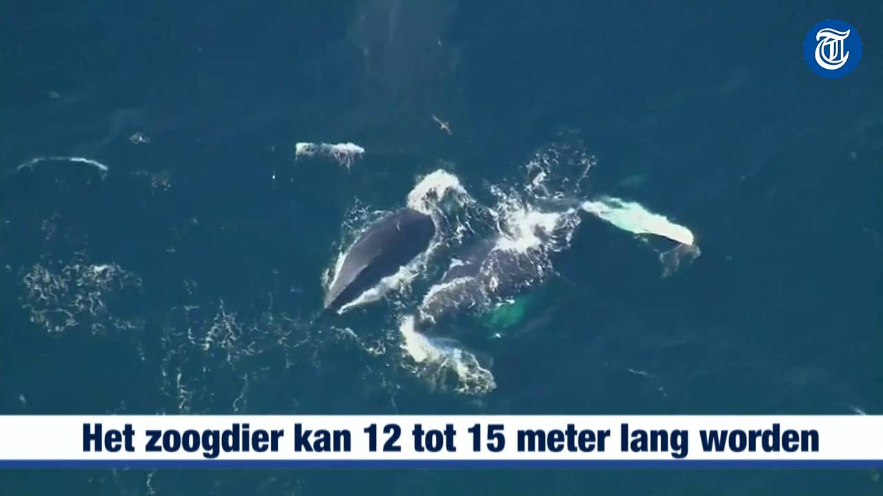 Bultrug spettert met kalf in oceaan