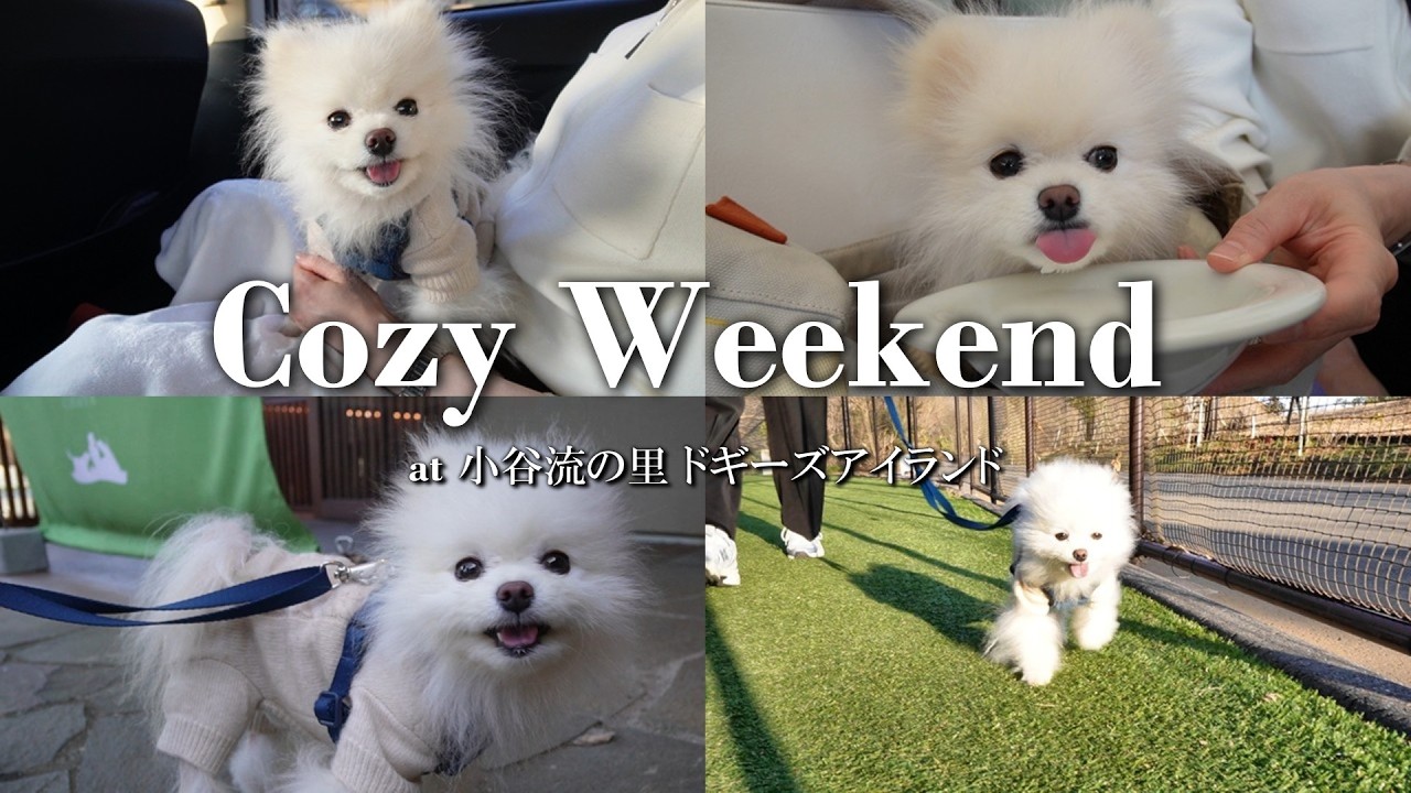 休日Vlog｜これ以上ない、愛犬の笑顔に癒された日