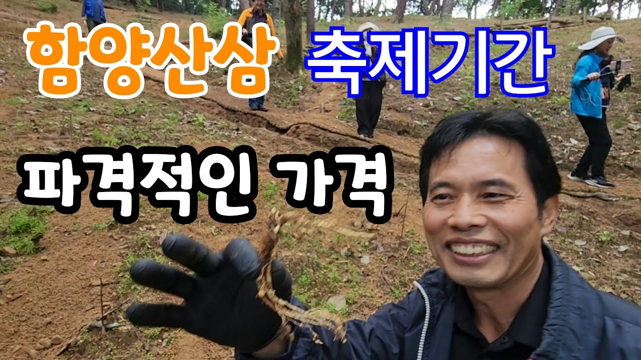 산삼15근 가격이? 함양산삼 축제기간 산삼 파격적 가격에