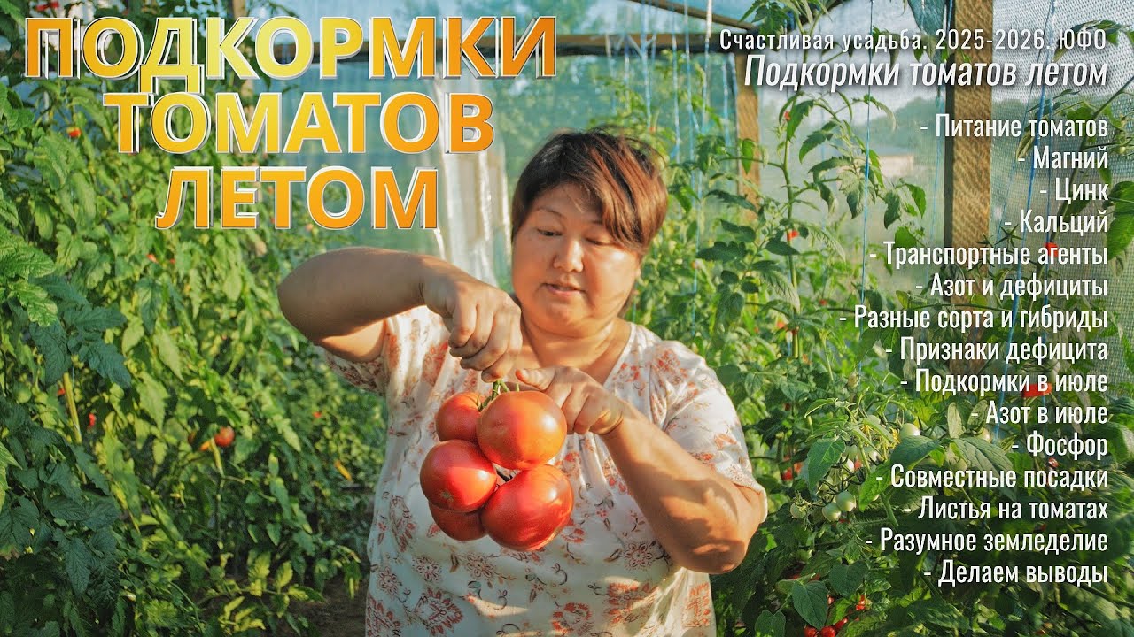 Подкормки томатов летом во время плодоношения (июнь-июль). Условия Юга России.