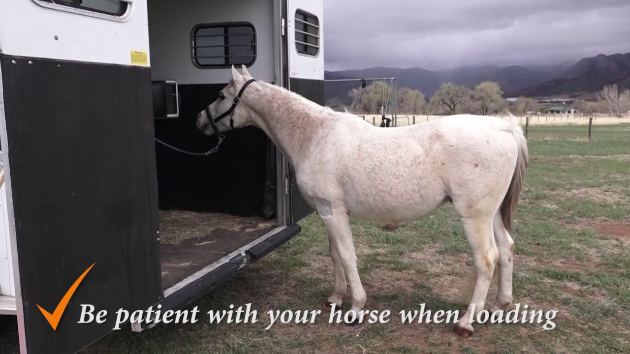 Horse Trailering Tips