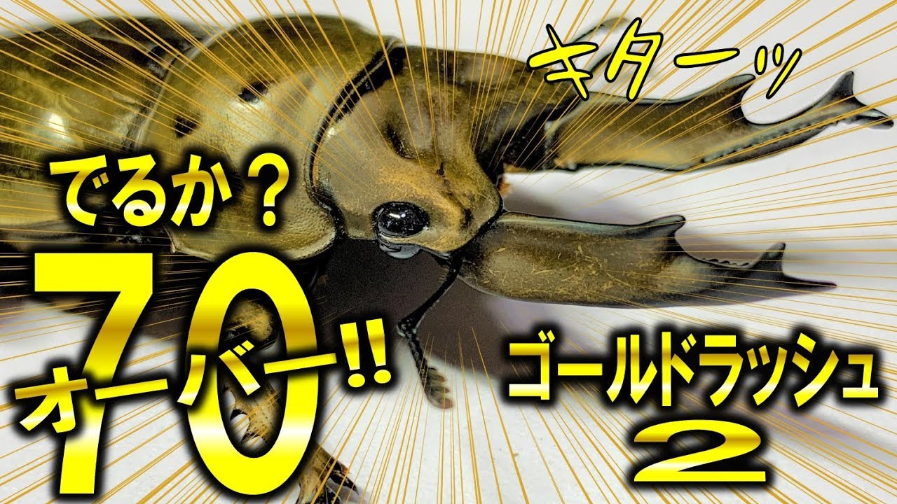 じぇじぇじぇ！ついに７ｃｍオーバーの壁を突破できたのか？（くろねこチャンネル）