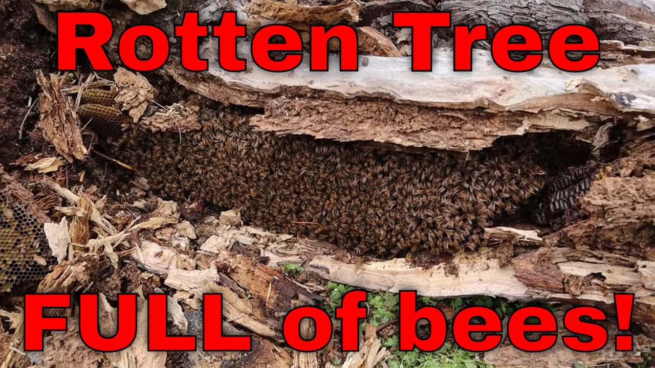 🔵Honey Bee rescue from fallen tree - removal and relocation