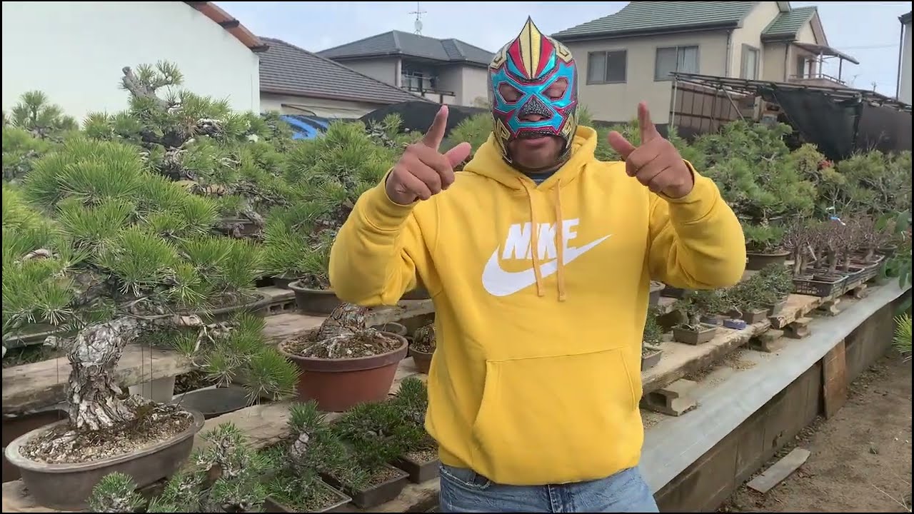 video inedito!!!  Seleccionando bonsais en japon