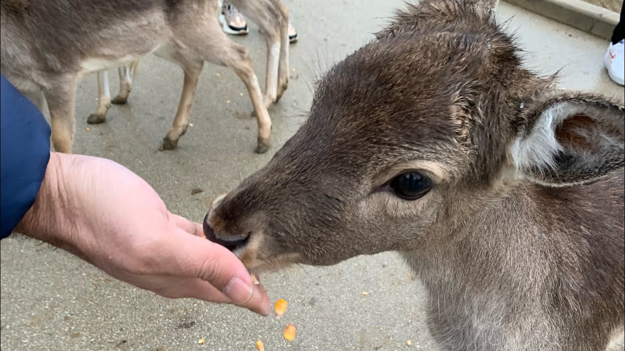 Slovenya 1.Gün; Olimje
