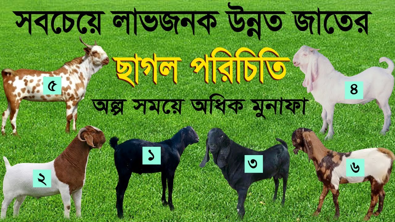 যে সকল জাতের ছাগল পালনে লাভবান হওয়া যায়। সবচেয়ে জনপ্রিয় উন্নত জাতের ছাগল পরিচিতি।
