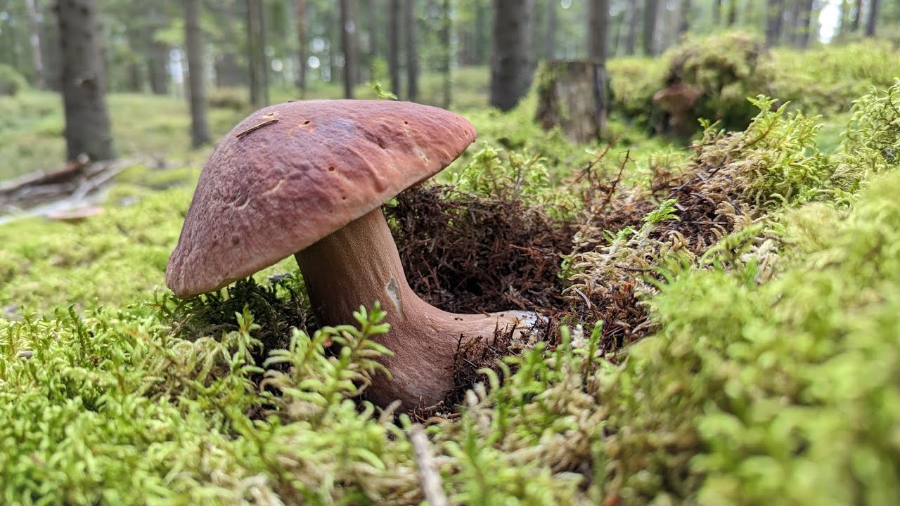 Wild Mushrooms picking in Norway