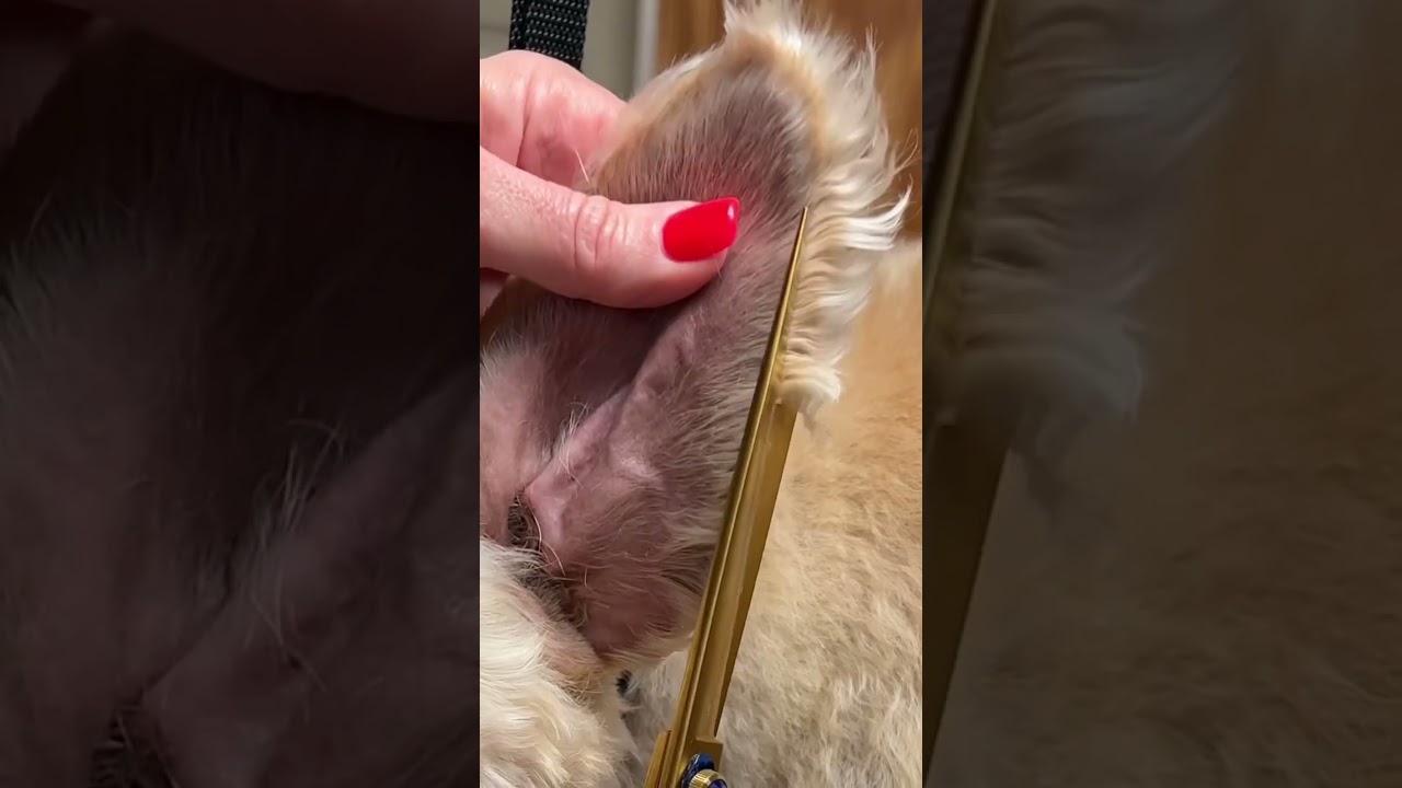 Master DOG Grooming Scissors-produce better work