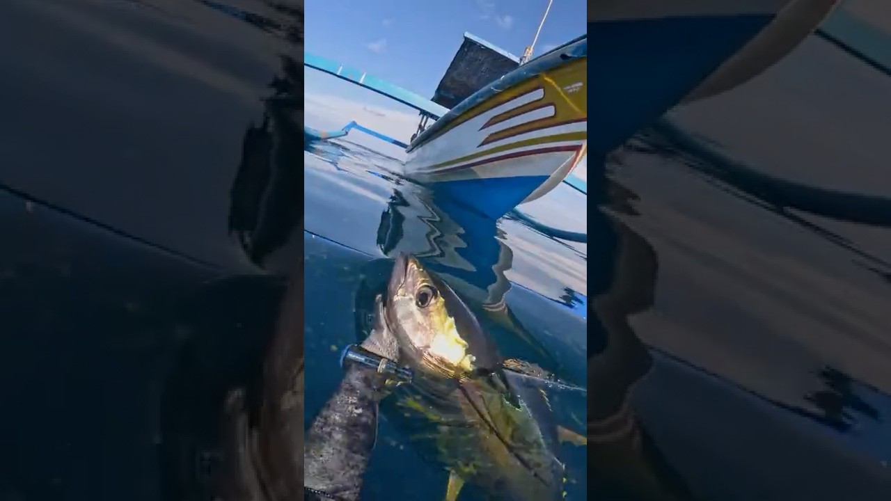 RATUSAN Tuna Sirip Kuning di Bali (spearfishing dengan @nikobujons)