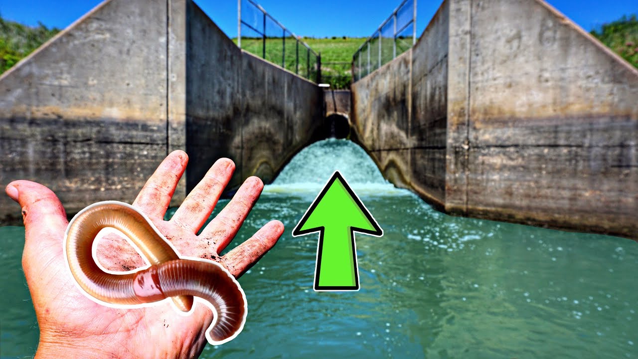 Spillway Fishing With NIGHTCRAWLERS For ANYTHING That Bites!!!