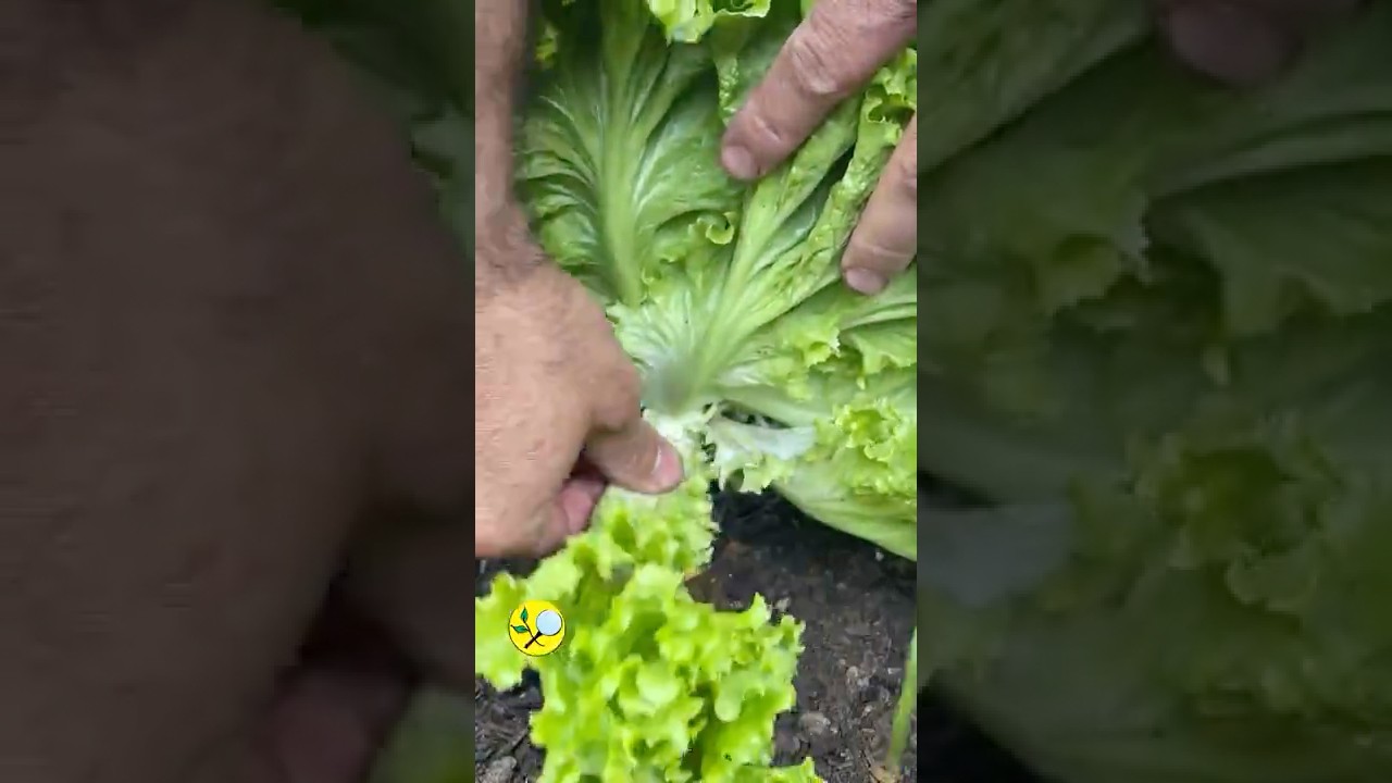 Омоложение растений салата &mdash; увеличение урожайности