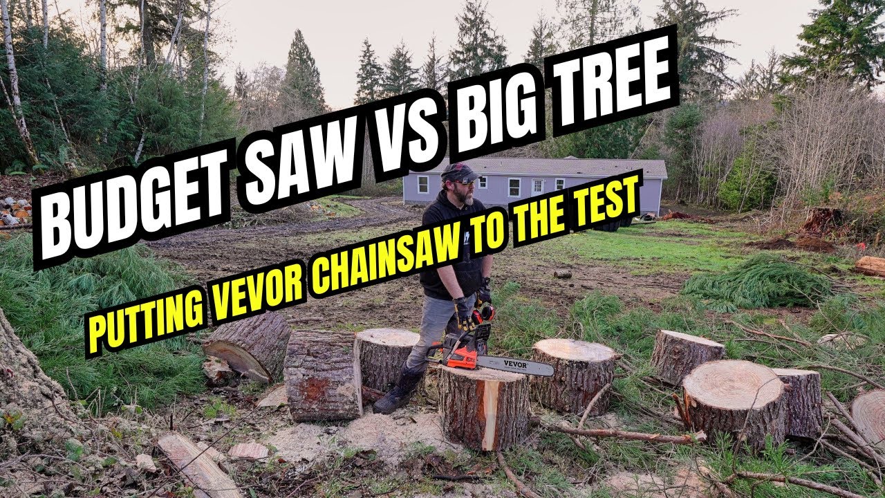 Спиливание огромного кедра с помощью бюджетной бензопилы (обзор и демонстрация Vevor)