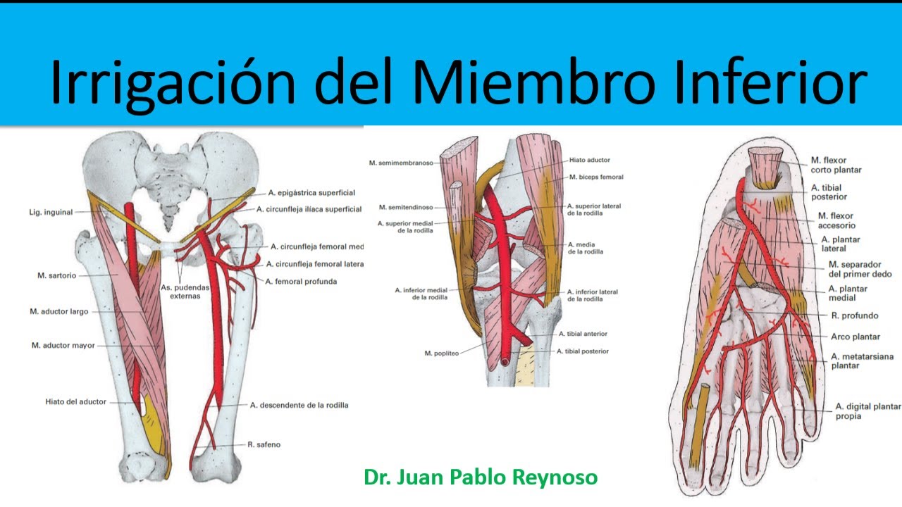 Irrigación del Miembro Inferior 2020