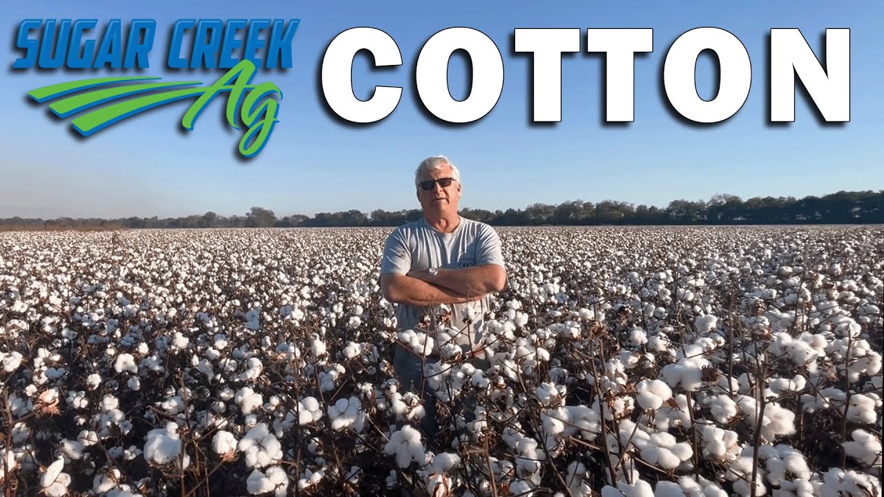 Perry Galloway || DropKick on Cotton