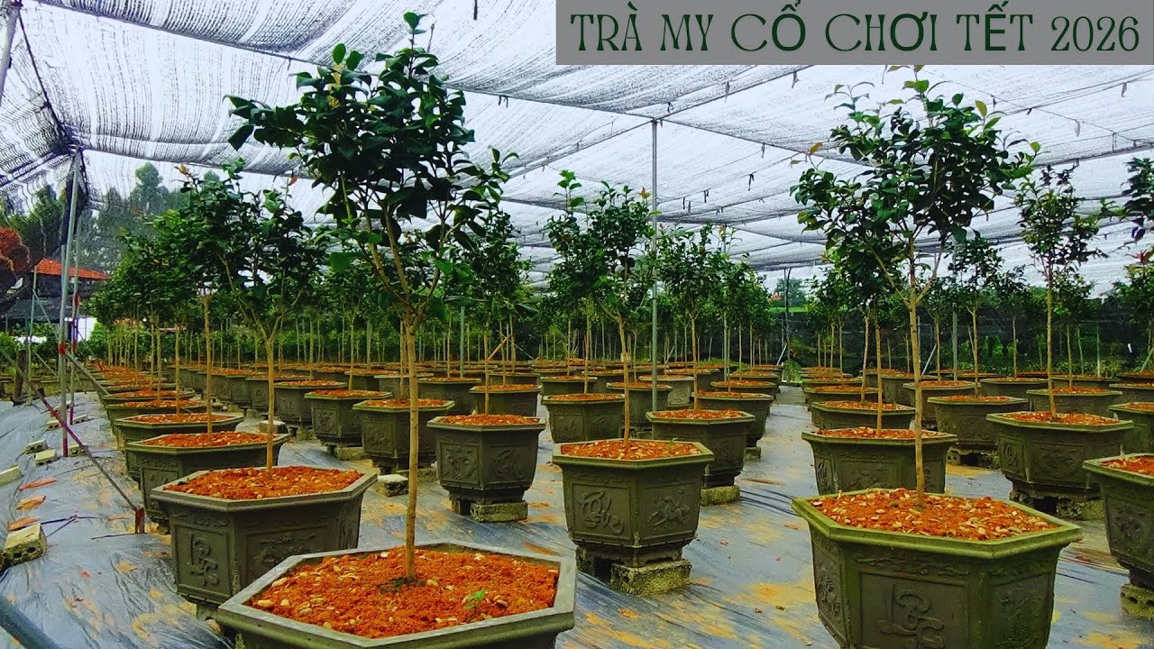 NHỮNG GIỐNG TRÀ MY CỔ NHIỀU NGƯỜI CHƠI NHẤT || VUON KIM CHI 0988015061