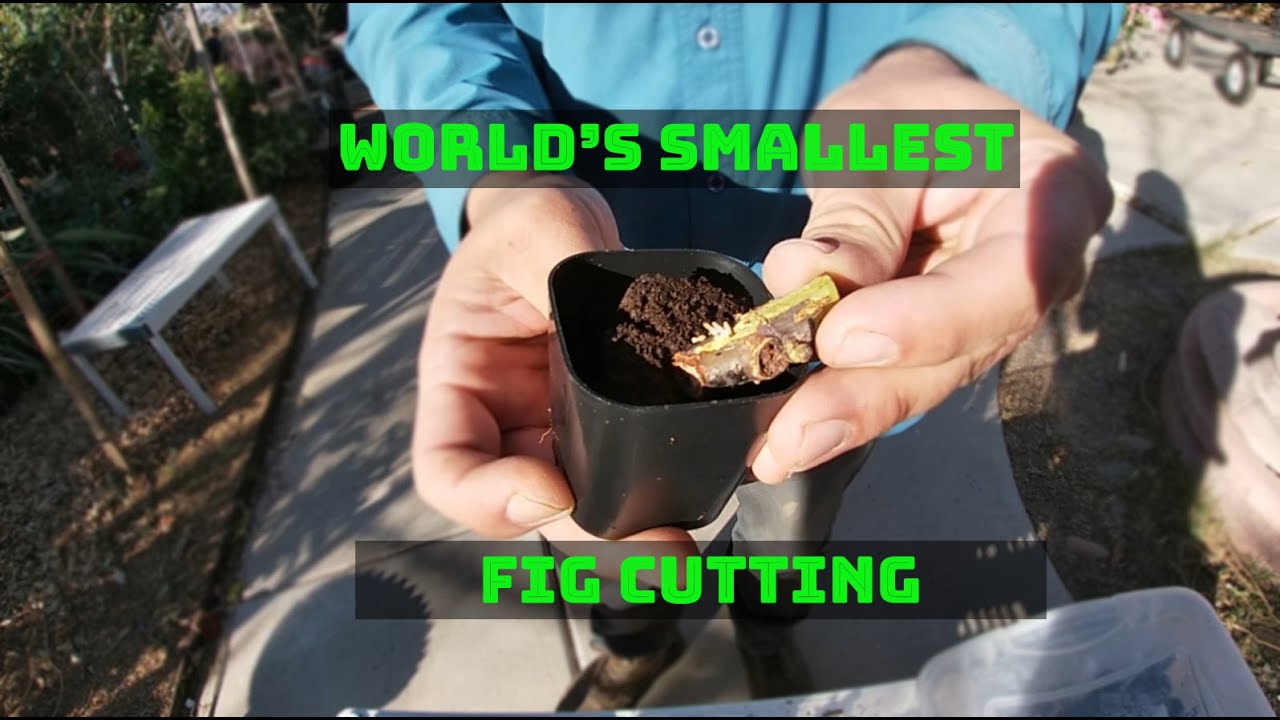 World's smallest fig cutting | Black Madeira