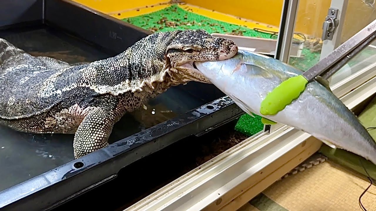 アジ、サバ、ブリを丸呑みっ！！