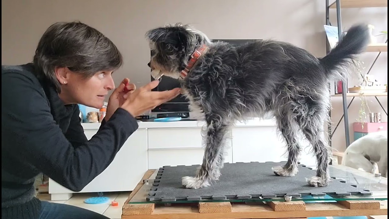 Inspection gueule chien avec un endoscope de plombier