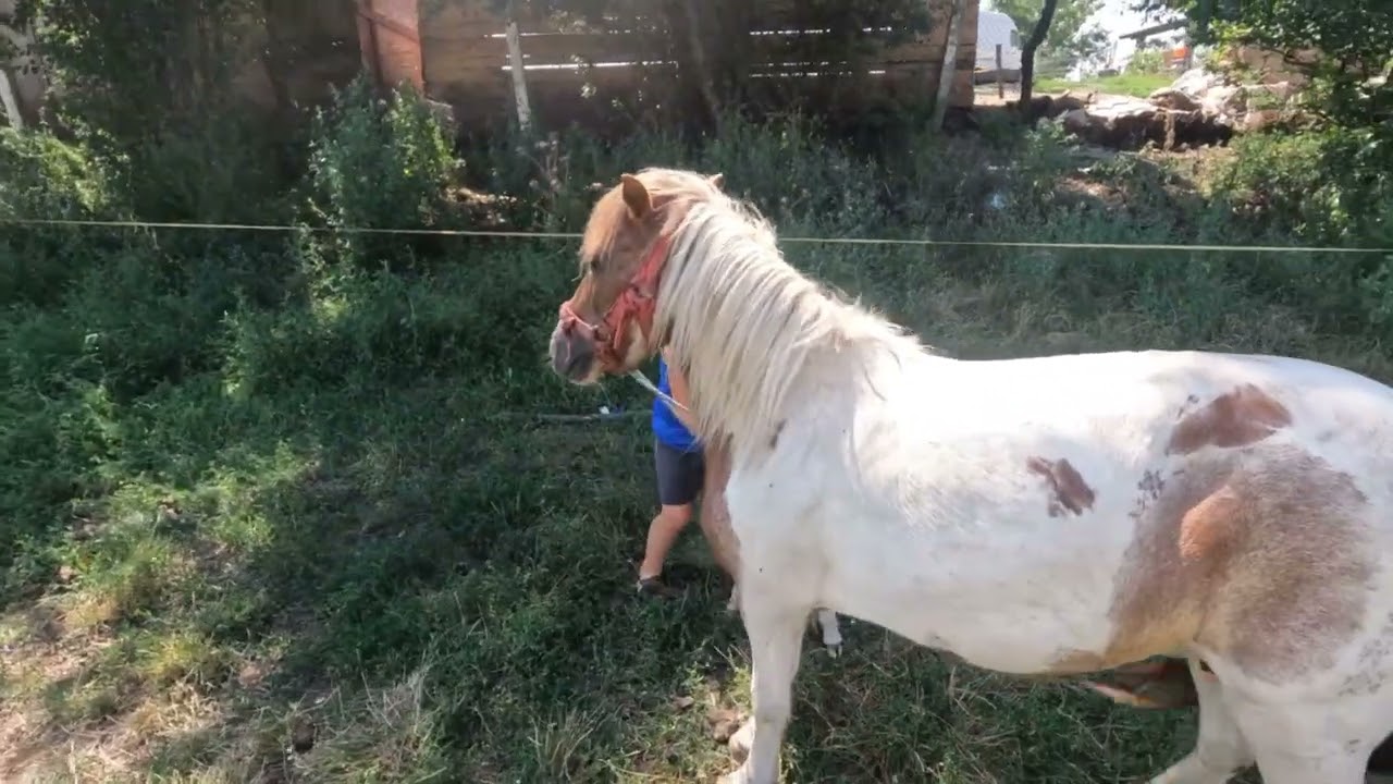 Caii și Ponei DL Pancica din Sarmas .