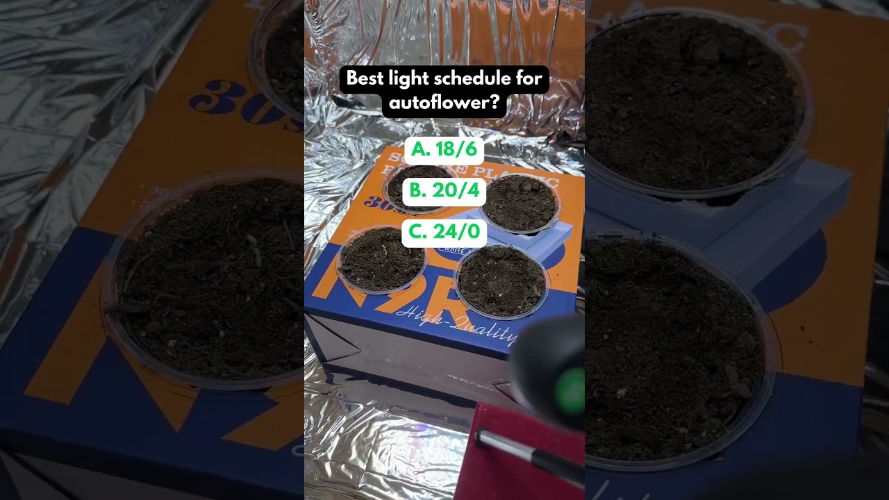 whats the best light schedule for autoflower? #shorts #lights #growlight #growerscommunity