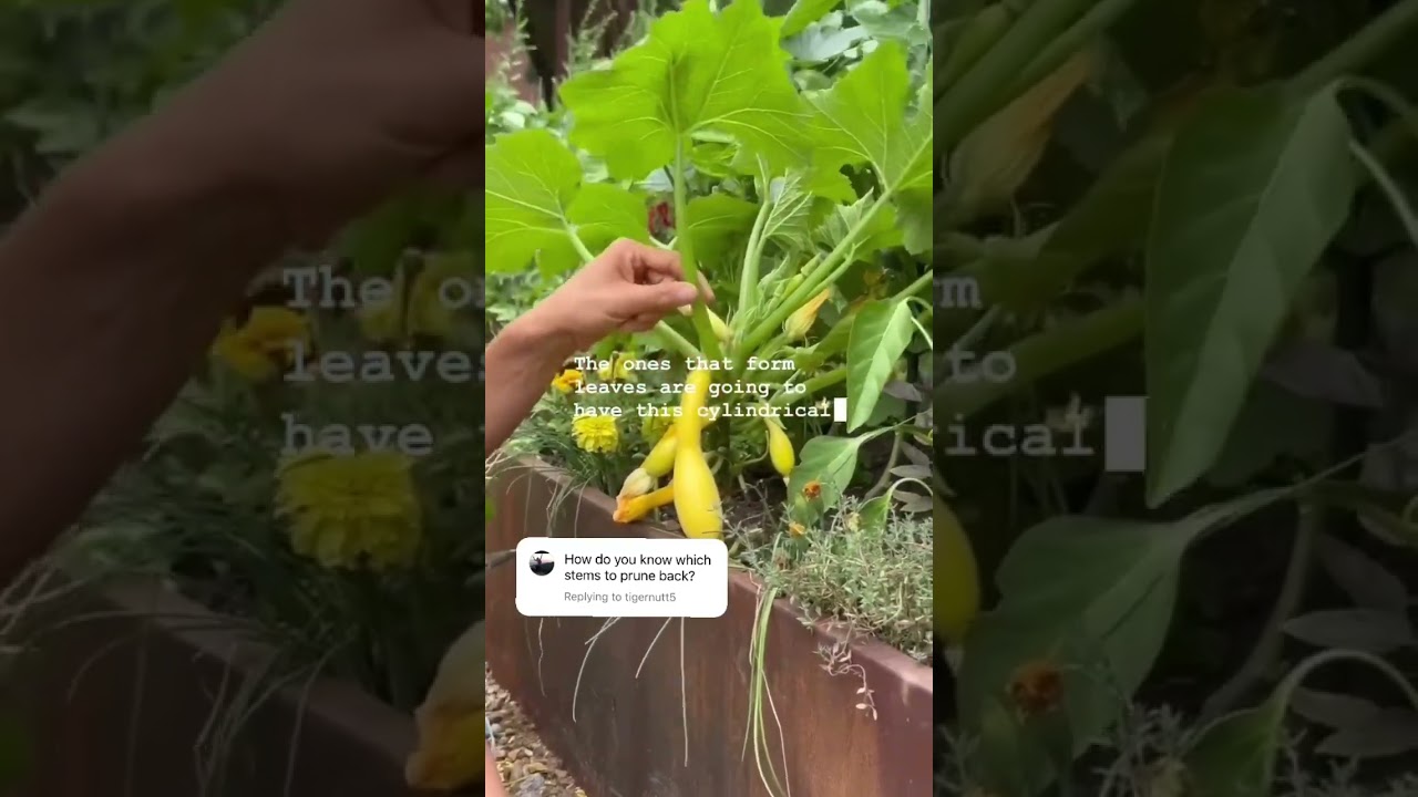 Here&rsquo;s how to prune your squash to get 2-3x more fruit and way less leaves #garden #squash #zucchini