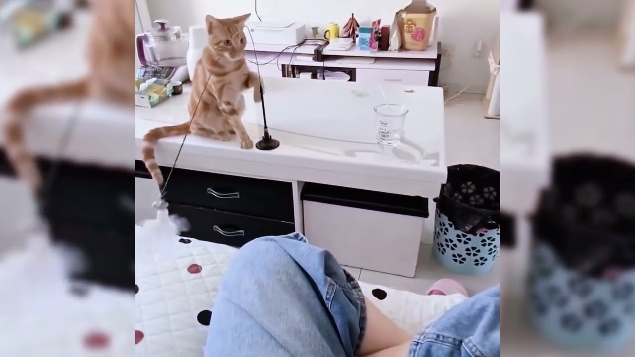 Try Not To Laugh 😅 Best Funny Cats and Dogs Videos 2026 😹🐶 Part 2