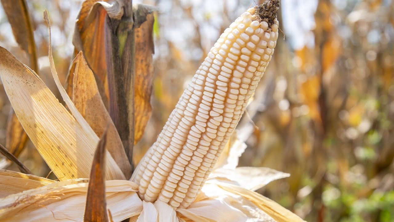 Maize Farming MasterClass 🌽 A Comprehensive Guide to Maize Farming in Northern Uganda