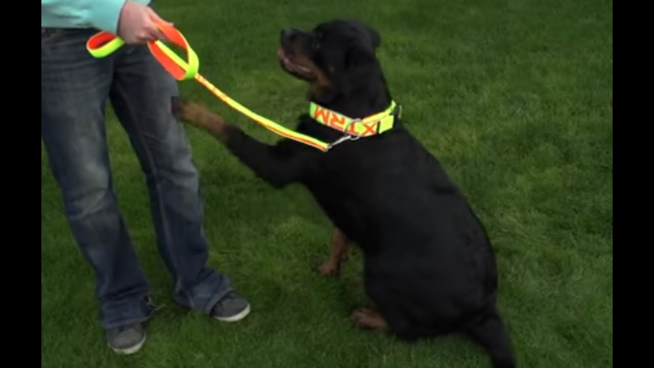 PERROS - Cómo pasear a un perro grande. Cómo hacer para que no tire de la correa.