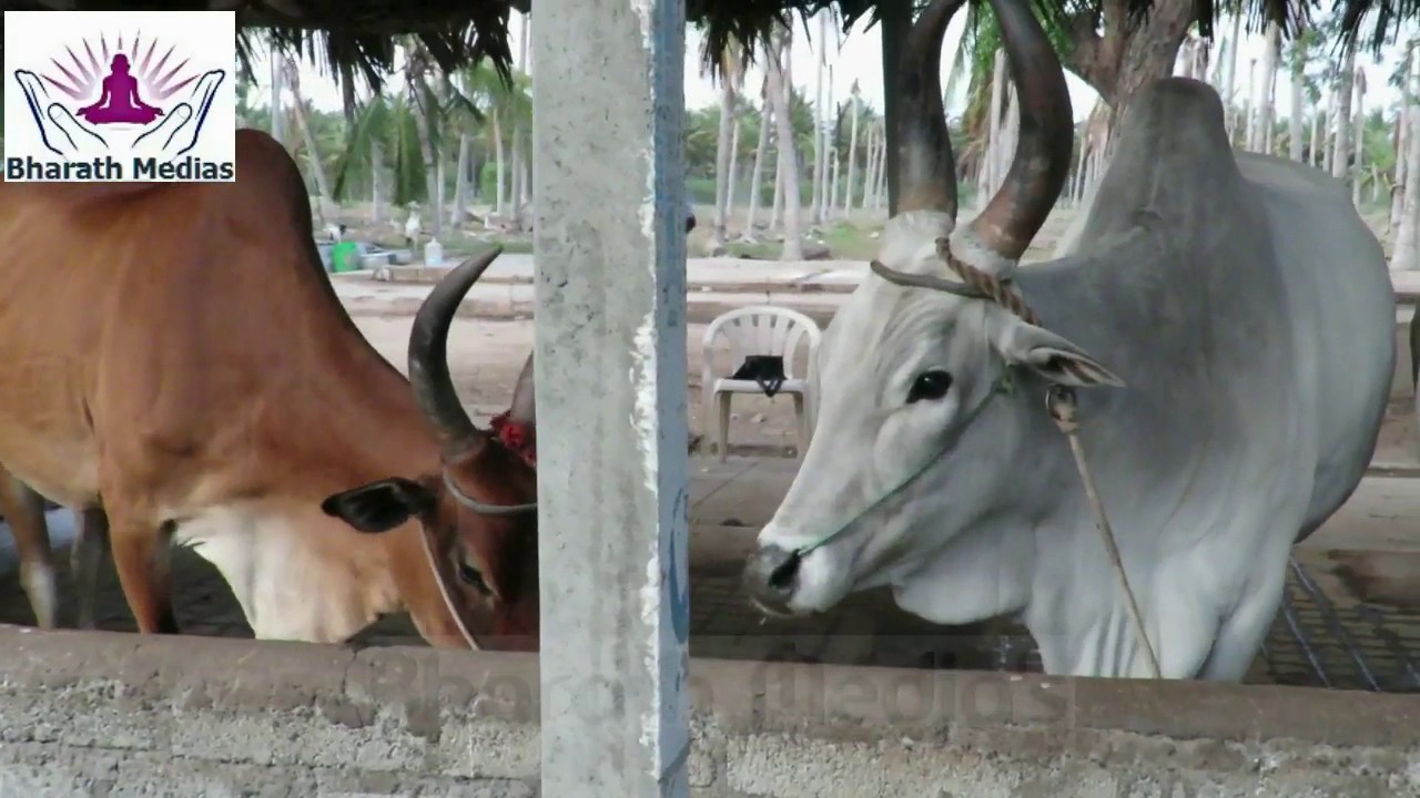 Kangayam  Cattle Farming (நாட்டு மாடுகள்) | The Backbone of Traditional Agriculture |