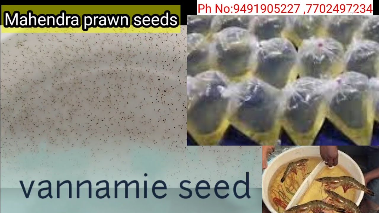 royya pilla vannamie